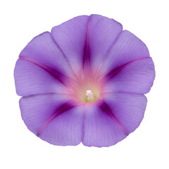 purple flower isolated on white background