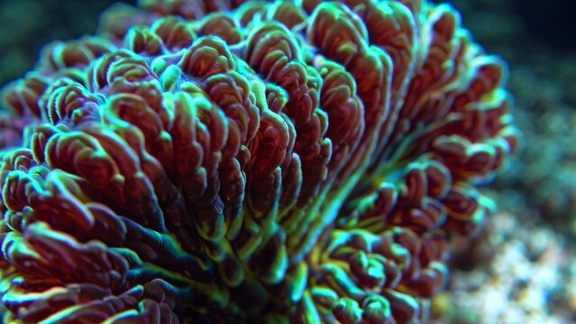 Close-up of an open brain coral, showcasing its vibrant colors, intricate textures, and mesmerizing patterns, creating a captivating underwater scene