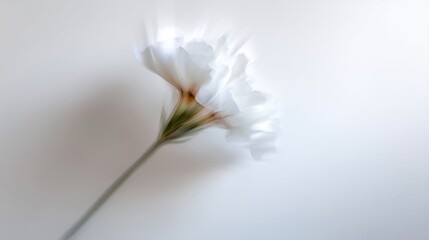 Fototapeta premium A single white flower with a slender stem against a bright, minimalist background.