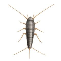Silverfish Insect Close-up