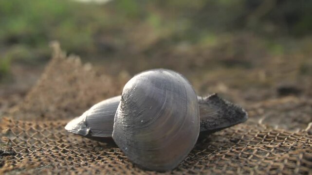 freshwater mussel : A sturdy, hinge‑bound bivalve burrowed in freshwater beds, filtering sediment‑rich water, with muscular foot and intricate shell lures for host fish