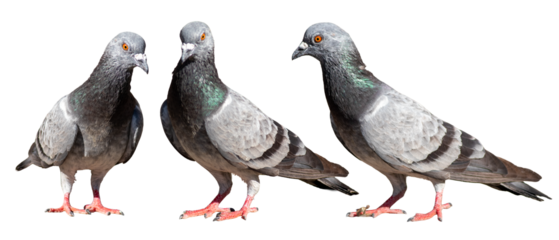 Three pigeons isolated on white background.