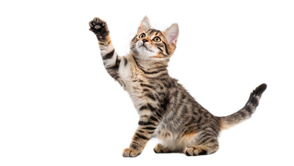 Cute Cat PNG  Transparent Background, Clipart Download, Halloween, Tattoo, and Vector Use