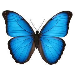 Obraz premium Vibrant Blue Morpho Butterfly
