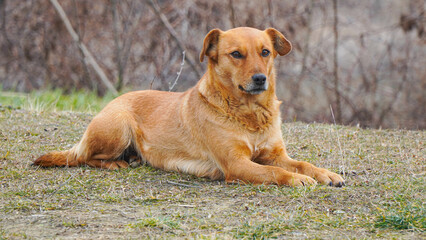 A happy street dog is lying on the grass.