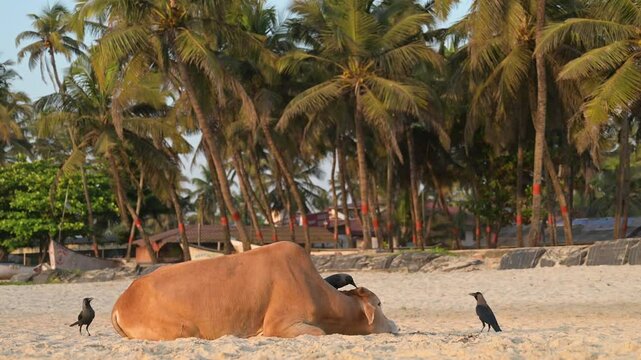 Sacred cow lying on the Colva beach in Goa, South India, palm trees on tropical west coast, relaxing animal, Arabian Sea in Asia