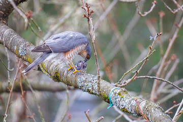 Sparrowhawk eating its prey – Wildlife documentary in free