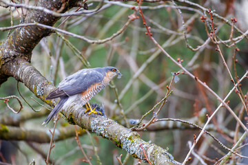 Sparrowhawk with feather in its beak – bird of prey in natural life