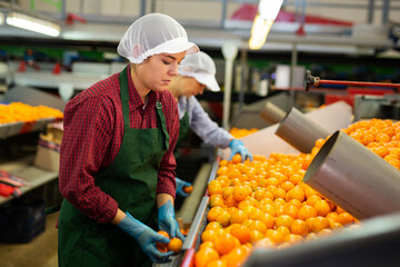 Focused young female sorter working on citrus sorting line in agricultural produce processing factory, checking ripe mandarins