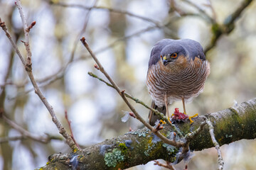 Sparrowhawk feeding – wild bird of prey with prey in the wa