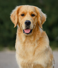 close-up portrait of a dog golden retriever labrador 1 year old on a walk