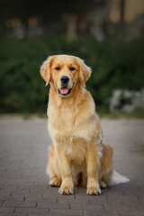 close-up portrait of a dog golden retriever labrador 1 year old on a walk	