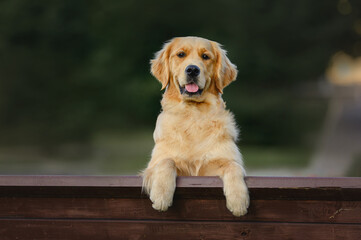 close-up portrait of a dog golden retriever labrador 1 year old on a walk