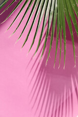 Close-up of a green palm leaf casting a dark shadow on a vibrant pink wall background. The bright,...