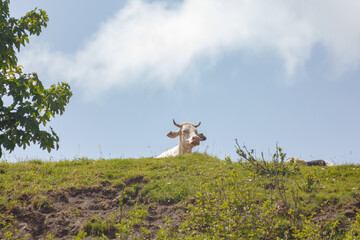 A white cow with horns lying in a pasture on a hill in the Italian Alps on a sunny day, with its head sticking out 