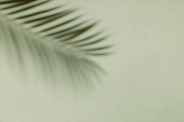 Palm leaf shadow on a green wall background. Olive color stylish flat lay with trendy shadow and...