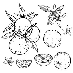 Hand-drawn orange fruits, leaves and flowers. Vector sketch  illustration.