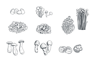 Hand-drawn edible mushrooms of Asia. Vector sketch  illustration.