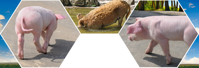 Portraits of cute pigs in the meadow. Mosaic pattern. Collage.