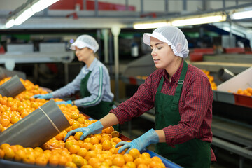 Two workers in colored uniforms sort tangerines on a conveyor line for processing citrus fruits in a warehouse.