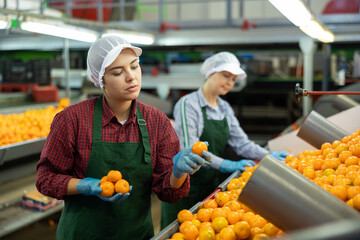 Focused young female sorter working on citrus sorting line in agricultural produce processing factory, checking ripe mandarins