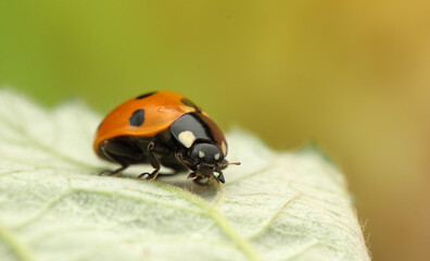 insect ladybug Coccinella septempunctata on a leaf