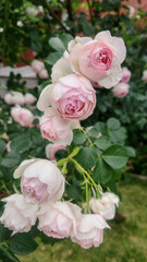 Soft Blush Garden Roses in Full Bloom – Vintage Romantic Floral Scene