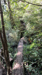 A large fallen tree trunk serves as a natural bridge to cross a creek in the middle of a lush, leafy Valdivian forest