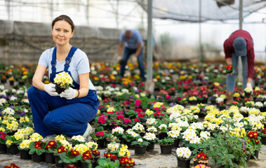 Female employee in overall of large greenhouse checks young primrose shoots. Growing hardened...