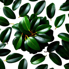 Obraz premium Scattered ficus leaves, dark green and oval, arranged randomly on a white background with no shadows.