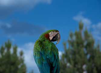 The photo shows a colorful macaw parrot with green, blue, and red feathers sitting on a metal perch against a blue sky and blurred trees in the background.