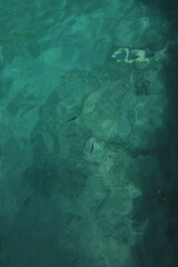 Crystal Clear Turquoise Water at Plitvice Lakes, Croatia – Natural Background