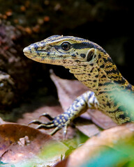 Closeup of a juvenile monitor lizard in its habitat
