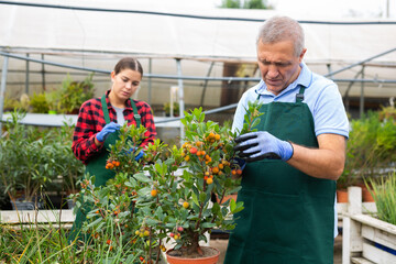 Skilled male botanist arranging potted Arbustus Unedo tree for market and wearing greenhouse uniform