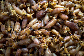 Dried baby squid, Sotong, salted squid at traditional market in Batam, Indonesia