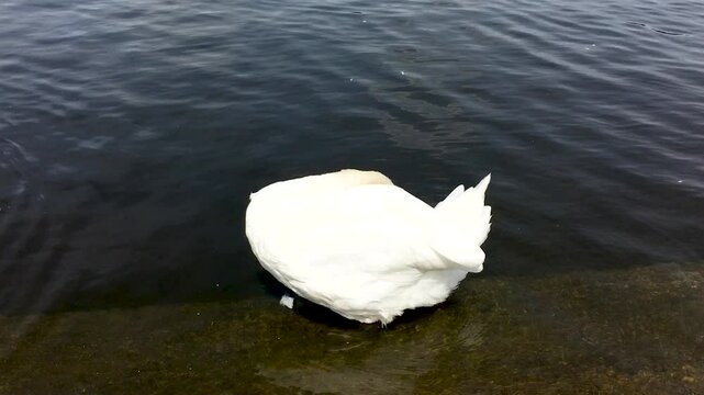 white swan grooming on the lake