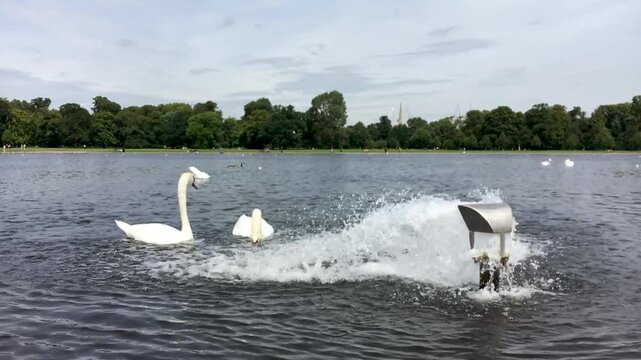 couple of swans on the lake