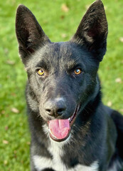 Black Shepherd Mix Smiling Outdoors