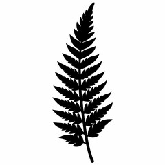 Naklejka premium fern leaf isolated on white background