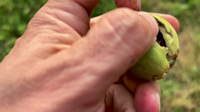 Una mano le quita la piel a nuez ca&iacute;da del nogal. pelar la c&aacute;scara a una nuez. Ecol&oacute;gico