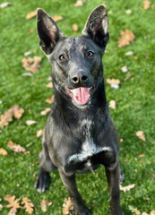Black Shepherd Mix with White Chest Marking