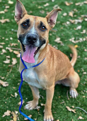 Tan Mixed Breed Dog Standing with Blue Leash