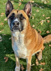 Boxer Shepherd Mix Dog Sitting Outdoors on Grass