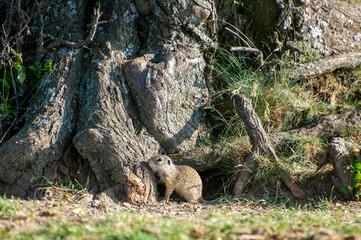 european ground squirrel near the tree