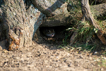 european ground squirrel looking from a hole