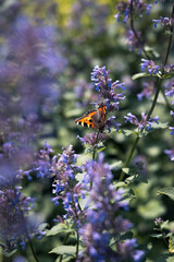Kleiner Fuchs unterwegs im Blumenbeet