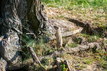 european ground squirrel standing near the tree