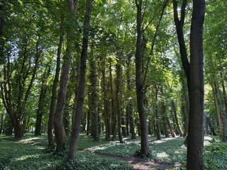 Fototapeta premium The mysterious forest in the ivy