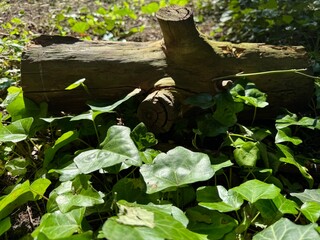 A gorgeous log found in the woods on a walk