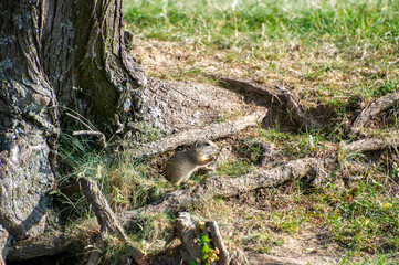 european ground squirrel eating near the tree